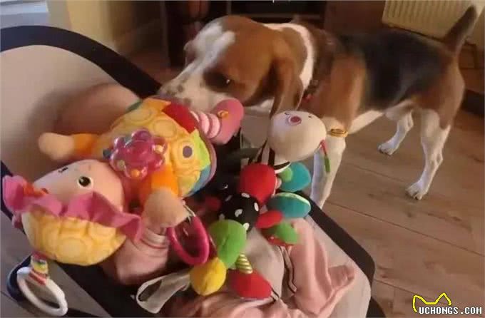 一脸哀怨的巴吉度犬，它是不是想要玩具?买哪种才好呢?