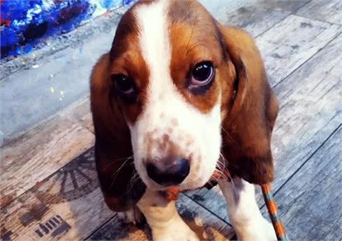 一脸哀怨的巴吉度犬，它是不是想要玩具?买哪种才好呢?