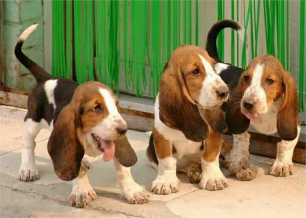 一脸哀怨的巴吉度犬，它是不是想要玩具?买哪种才好呢?