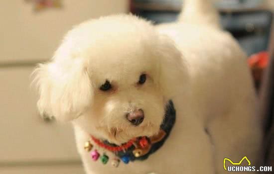 狗狗换毛期间怎么处理三步护理狗狗的毛发