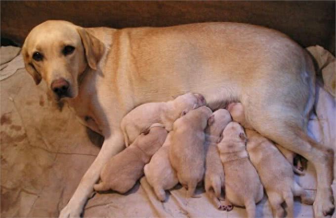 母犬分娩后该如何护理呢?很多狗主人都没有这方面的经验