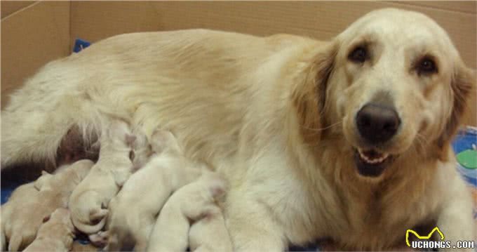 母犬分娩后该如何护理呢?很多狗主人都没有这方面的经验