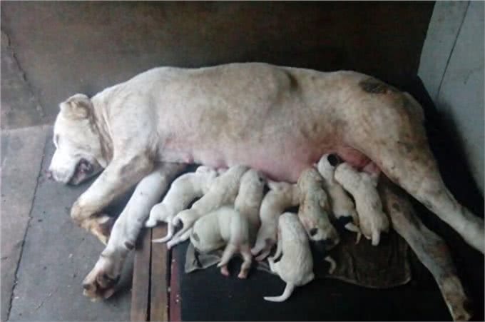 母犬分娩后该如何护理呢?很多狗主人都没有这方面的经验