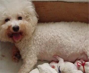 母犬分娩后该如何护理呢?很多狗主人都没有这方面的经验