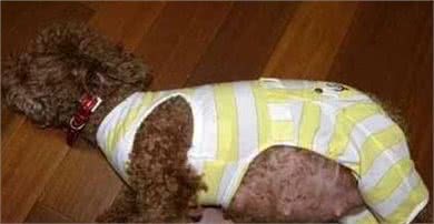 母犬分娩后该如何护理呢?很多狗主人都没有这方面的经验
