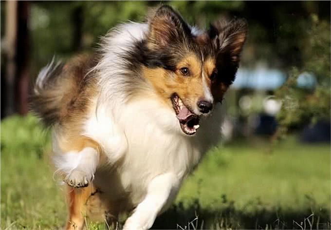牧羊犬训练最科学、最有效的方法是什么?