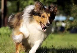 牧羊犬训练最科学、最有效的方法是什么?
