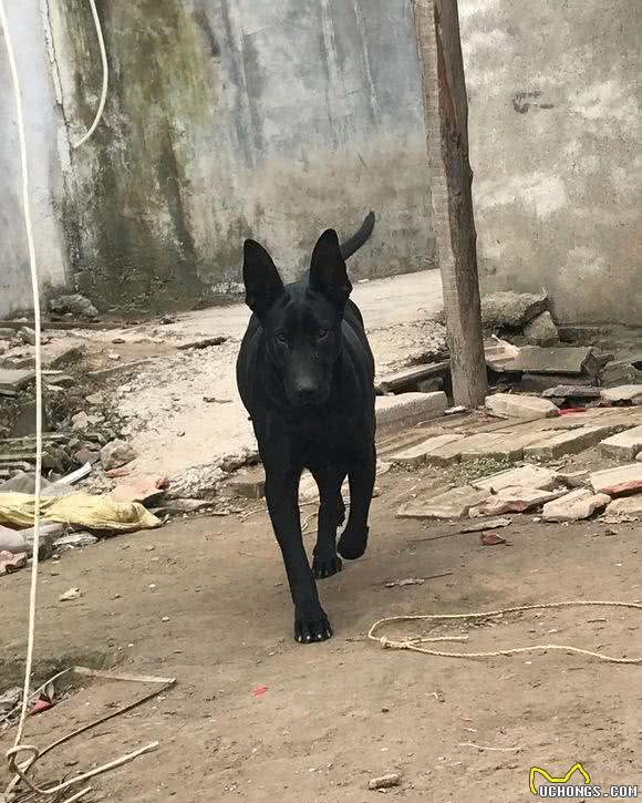 它是东北人的心中最爱，北方警队专用犬，老百姓称它为黑驴蹄子