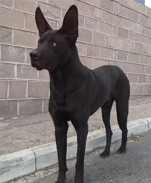 它是东北人的心中最爱，北方警队专用犬，老百姓称它为黑驴蹄子