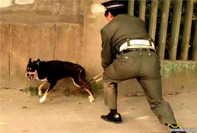 这些狗陪伴不了主人多久，最长寿的只有12年命