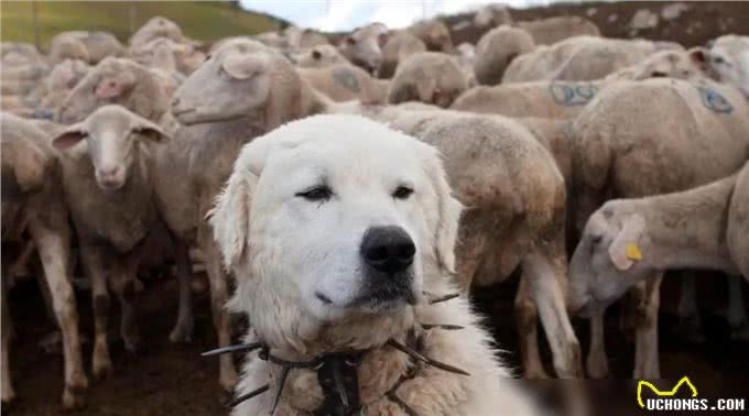 牧羊犬脖子上戴的防狼项圈，为何会让狼群害怕?真可以防狼?
