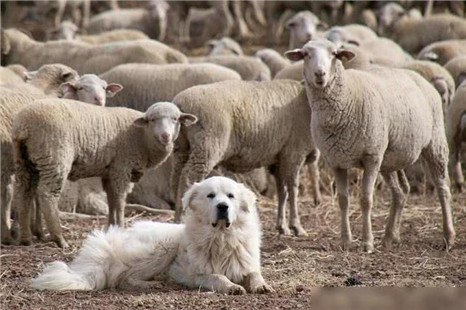 牧羊犬脖子上戴的防狼项圈，为何会让狼群害怕?真可以防狼?