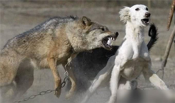 牧羊犬脖子上戴的防狼项圈，为何会让狼群害怕?真可以防狼?