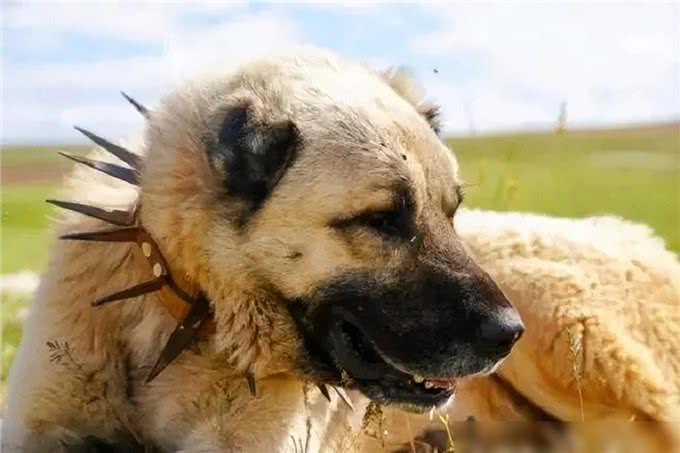 牧羊犬脖子上戴的防狼项圈，为何会让狼群害怕?真可以防狼?