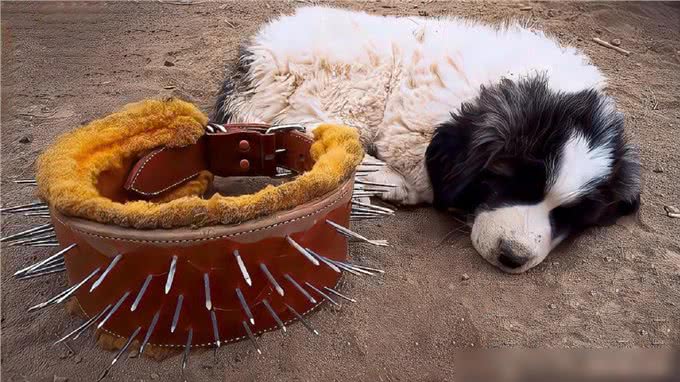 牧羊犬脖子上戴的防狼项圈，为何会让狼群害怕?真可以防狼?