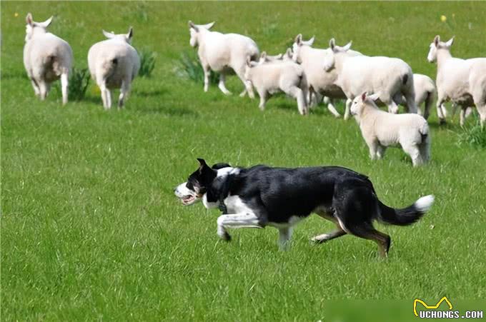 牧羊犬脖子上戴的防狼项圈，为何会让狼群害怕?真可以防狼?