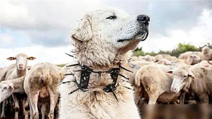 牧羊犬脖子上戴的防狼项圈，为何会让狼群害怕?真可以防狼?