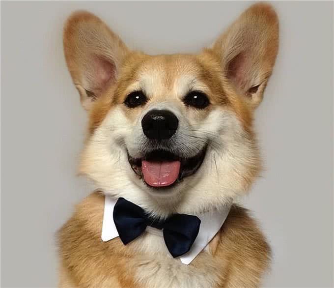 what?狗狗也有低血糖?