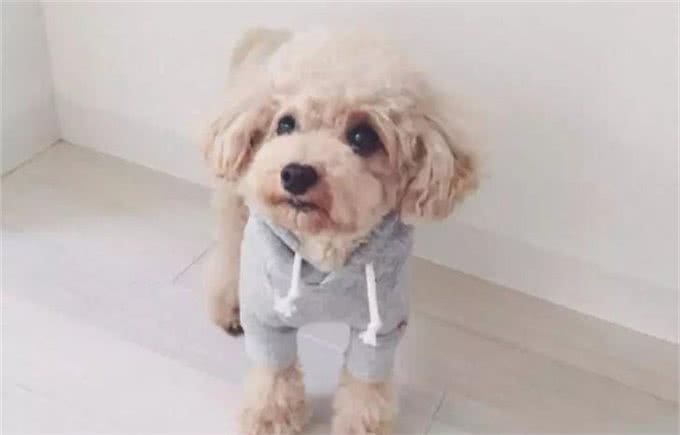 what?狗狗也有低血糖?