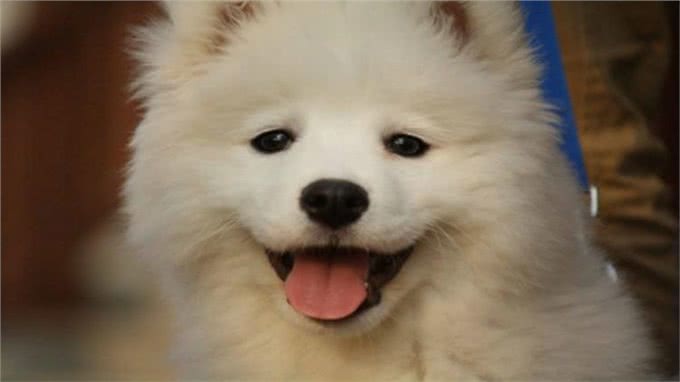 幼犬该如何喂养?这八大技巧要谨记