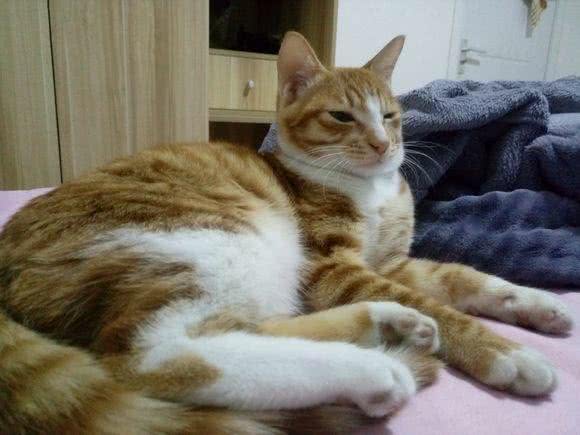 调皮橘猫诠释，什么叫做死猪不怕开水烫，每次安静不过3分钟