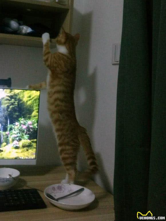调皮橘猫诠释，什么叫做死猪不怕开水烫，每次安静不过3分钟