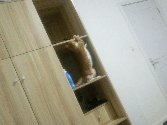 调皮橘猫诠释，什么叫做死猪不怕开水烫，每次安静不过3分钟