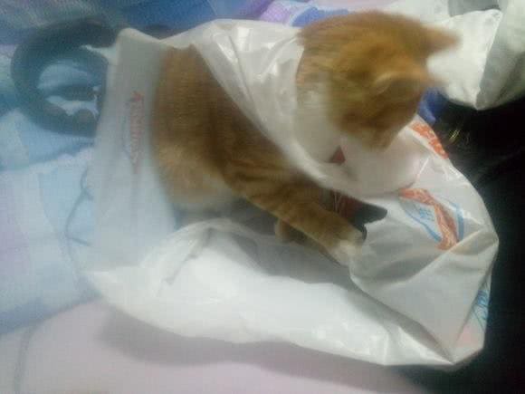调皮橘猫诠释，什么叫做死猪不怕开水烫，每次安静不过3分钟