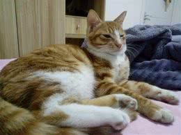调皮橘猫诠释，什么叫做死猪不怕开水烫，每次安静不过3分钟
