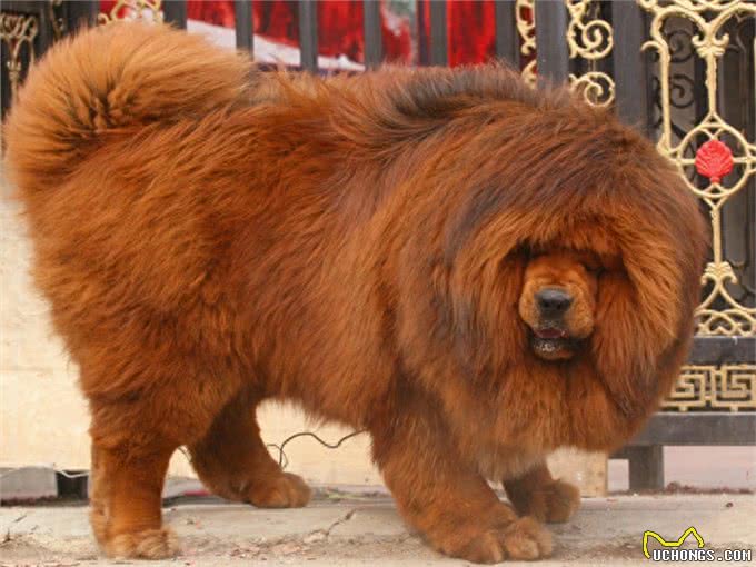 世界十大猛犬到底哪个是第一?