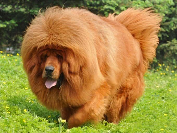 世界十大猛犬到底哪个是第一?