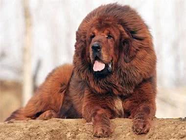 世界十大猛犬到底哪个是第一?