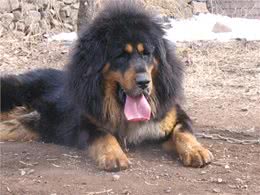 世界十大猛犬到底哪个是第一?