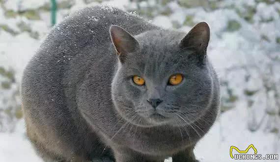 世界三大蓝猫之沙特尔猫