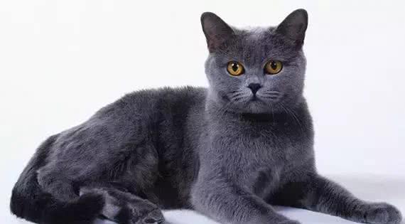 世界三大蓝猫之沙特尔猫