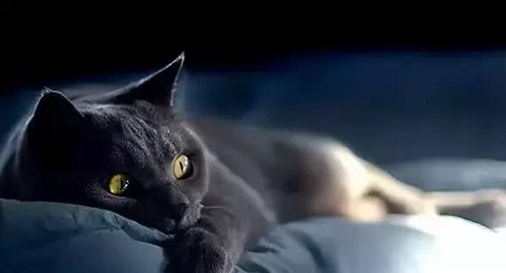 世界三大蓝猫之沙特尔猫