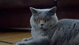 世界三大蓝猫之沙特尔猫
