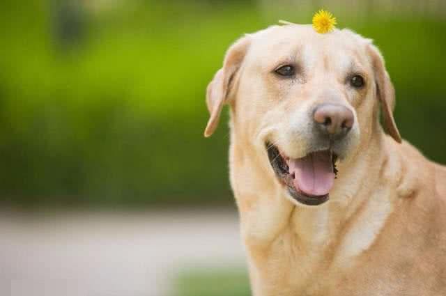 拉布拉多犬的训练方法，如何训练拉布拉多?