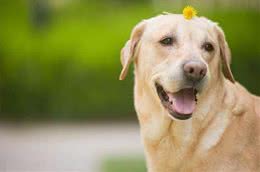 拉布拉多犬的训练方法，如何训练拉布拉多?
