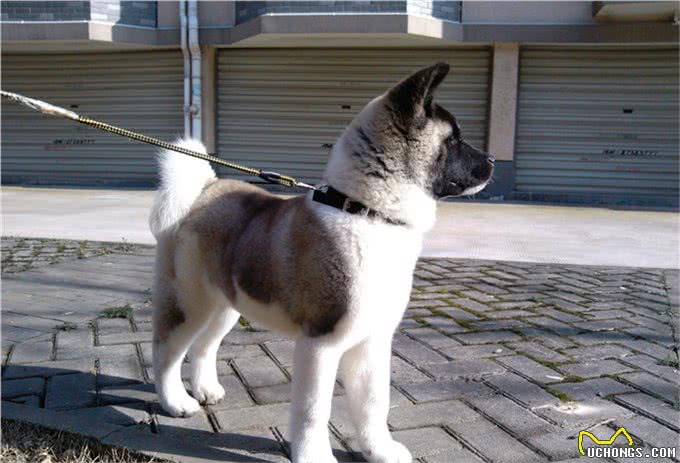 世界名犬—美系秋田犬