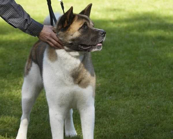 世界名犬—美系秋田犬