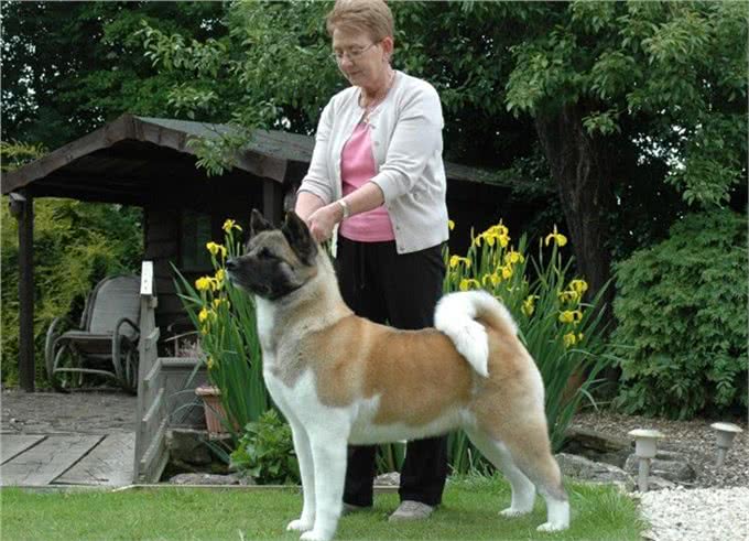 世界名犬—美系秋田犬