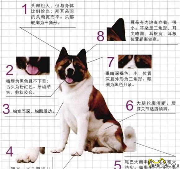 世界名犬—美系秋田犬