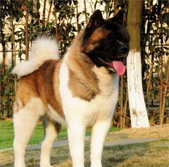 世界名犬—美系秋田犬
