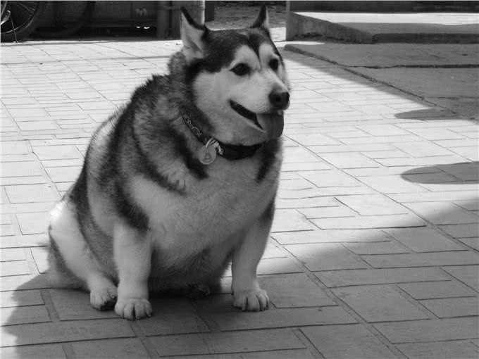 狗狗过度肥胖怎么办?