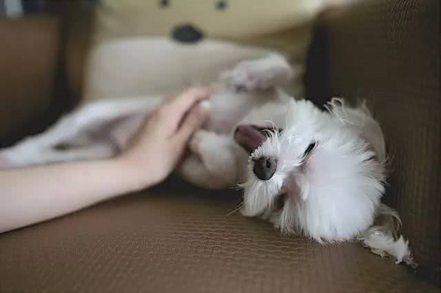 狗狗毛发太长?用上一物，狗狗毛发整齐，既省钱还能增进彼此感情