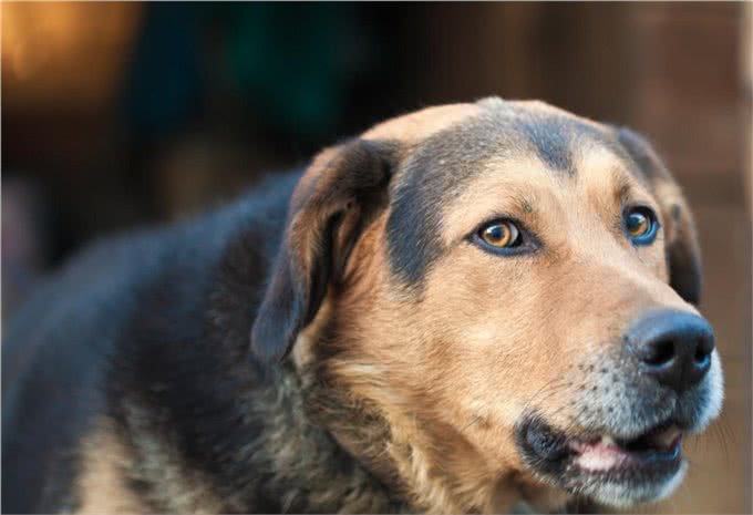 牵狗散步的时间和次数要有规律
