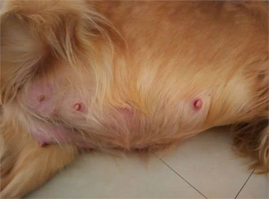 喂金毛犬驱虫药的简单几个注意事项，你都知道吗?