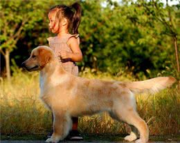 喂金毛犬驱虫药的简单几个注意事项，你都知道吗?