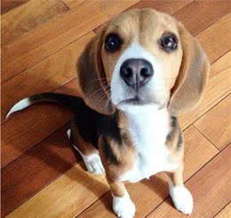 比格犬狗粮什么牌子好?怎么选择适合比格犬吃的狗粮?